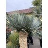 Yucca Rostrata, výška rostliny 160 cm rozvětvená