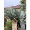 Yucca Rostrata, výška rostliny 180 cm, 4 hlavy