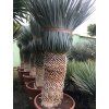 Yucca Rostrata, výška rostliny 180 cm, 4 hlavy