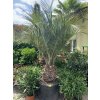 Butia capitata , palma , původ palmy Španělsko. 220 cm