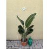 STRELITZIA nicolai, PŮVOD ŠPANĚLSKO 110 CM
