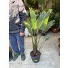 STRELITZIA nicolai, PŮVOD ŠPANĚLSKO 110 CM