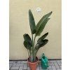 STRELITZIA nicolai, PŮVOD ŠPANĚLSKO 110 CM