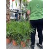 PHOENIX CANARIENSIS, DATLOVÁ PALMA  80 CM