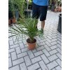 PHOENIX CANARIENSIS, DATLOVÁ PALMA  80 CM