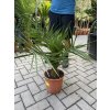 PHOENIX CANARIENSIS, DATLOVÁ PALMA  80 CM