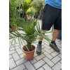 PHOENIX CANARIENSIS, DATLOVÁ PALMA  80 CM