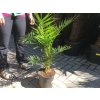 PHOENIX CANARIENSIS, DATLOVÁ PALMA  80 CM