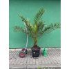 PHOENIX CANARIENSIS,DATLOVÁ PALMA, 150 CM