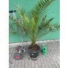 PHOENIX CANARIENSIS,DATLOVÁ PALMA, 160 CM
