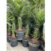 PHOENIX CANARIENSIS,DATLOVÁ PALMA, 160 CM