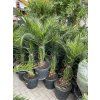 PHOENIX CANARIENSIS,DATLOVÁ PALMA, 160 CM