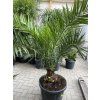 PHOENIX CANARIENSIS,DATLOVÁ PALMA, 160 CM