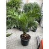 PHOENIX CANARIENSIS,DATLOVÁ PALMA, 150 CM