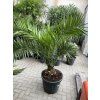 PHOENIX CANARIENSIS,DATLOVÁ PALMA, 160 CM