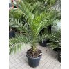 PHOENIX CANARIENSIS,DATLOVÁ PALMA, 150 CM