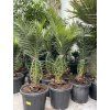 PHOENIX CANARIENSIS,DATLOVÁ PALMA, 160 CM
