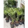 PHOENIX CANARIENSIS,DATLOVÁ PALMA, 160 CM