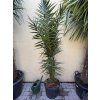 PHOENIX CANARIENSIS,DATLOVÁ PALMA, 160 CM