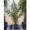 PHOENIX CANARIENSIS,DATLOVÁ PALMA, 150 CM