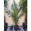 PHOENIX CANARIENSIS,DATLOVÁ PALMA, 160 CM