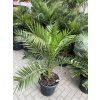 PHOENIX CANARIENSIS,DATLOVÁ PALMA, 160 CM