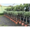 Olea europea - Olivovník 100 cm