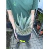 Agave Neomexicana, 22 cm -20C