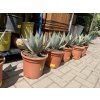 Agave Neomexicana, 25 cm -20C