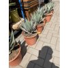 Agave Neomexicana, 25 cm -20C