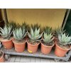 Agave Neomexicana, 25 cm -20C