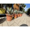 Agave Neomexicana, 22 cm -20C