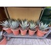 Agave Neomexicana, 25 cm -20C