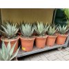 Agave Neomexicana, 25 cm -20C