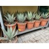 Agave Neomexicana, 25 cm -20C