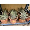 Agave Neomexicana, 25 cm -20C