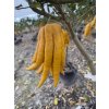 CITRUS, budhova ruka, 150 cm