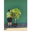 CITRUS, budhova ruka, 160 cm