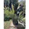 Nannorhops ritchiana