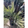 Nannorhops ritchiana