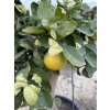 GREPOVNÍK , CITRUS PARADISI. 170 CM