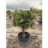GREPOVNÍK , CITRUS PARADISI. 170 CM