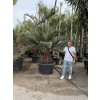 JUBAEA CHILENSIS, CHILSKÁ PALMA 230  CM