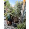 JUBAEA CHILENSIS, CHILSKÁ PALMA 230  CM