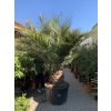 JUBAEA CHILENSIS, CHILSKÁ PALMA 230  CM