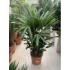 Rhapis excelsa 120 cm