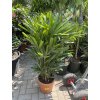 Rhapis excelsa 120 cm