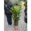 Rhapis excelsa 120 cm