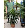 Rhapis excelsa 120 cm