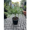 TRACHYCARPUS FORTUNEI, výška 60 cm, kmen 5 cm